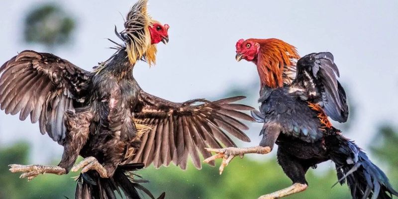 Hướng dẫn người chơi tham gia đặt cược đá gà tại F8BET đơn giản